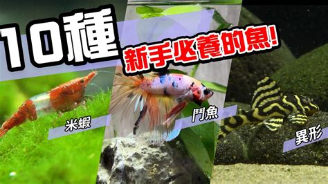 養魚 種類|10種激推!給新手的魚~養這些!讓你告別養魚殺手~【憩魚水族】